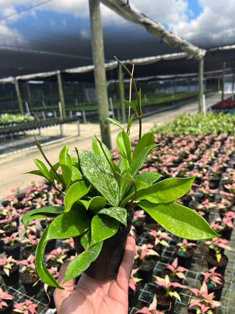 TheOddFrond Hoya Pubicalyx - Thumbnail 5