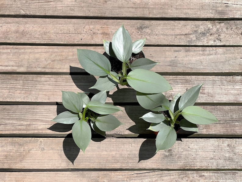 TheOddFrond Silver Sword Philodendron - Thumbnail 2