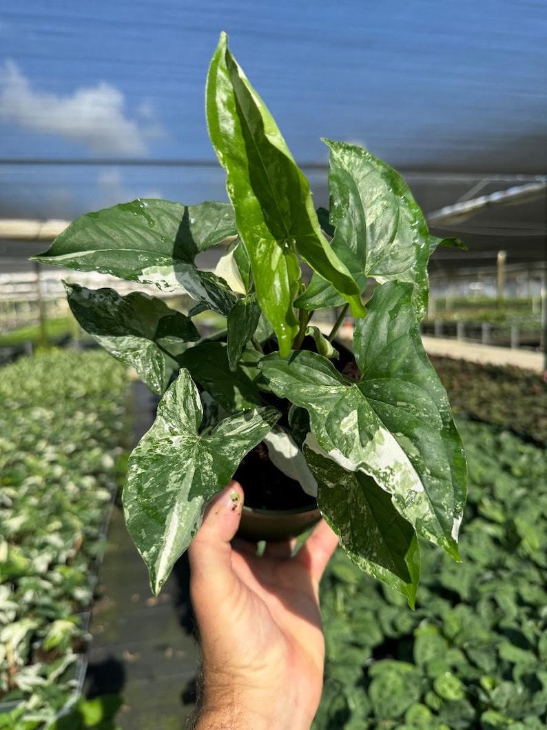 TheOddFrond Syngonium Albo Plant - Thumbnail 3