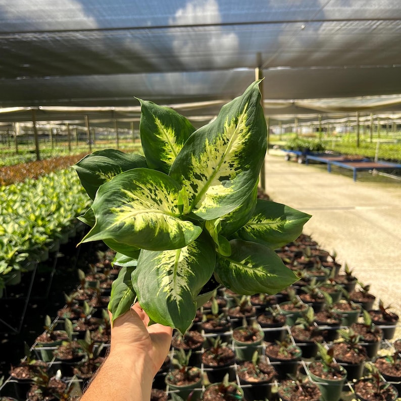 TheOddFrond Dieffenbachia Compacta - Thumbnail 4