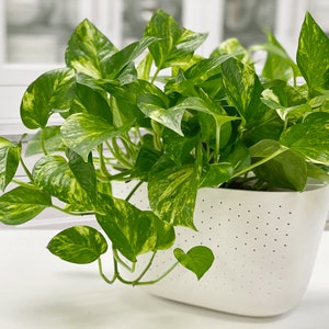 May include: A potted plant with variegated green leaves in a white planter with drainage holes. The planter is oval shaped and has a smooth, white finish.