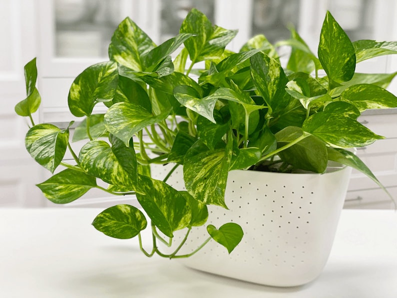 May include: A potted plant with variegated green leaves in a white planter with drainage holes. The planter is oval shaped and has a smooth, white finish.