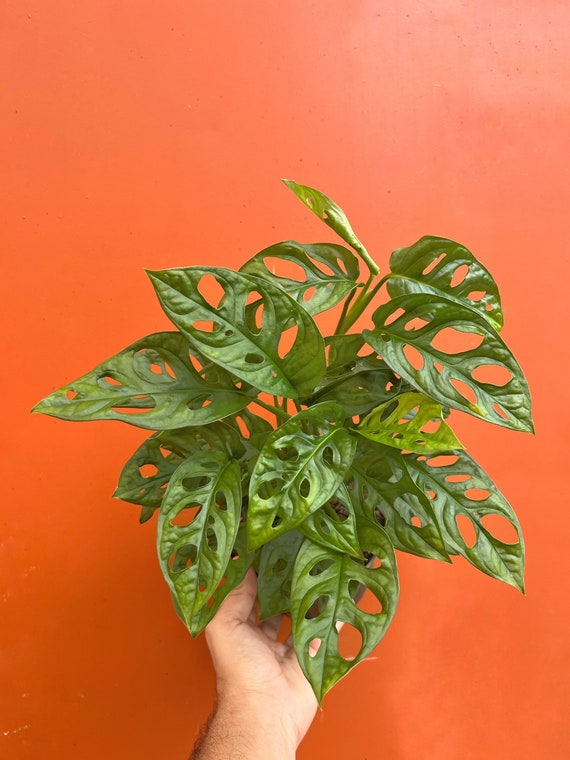 MONSTERA ADANSONII in 6 Inch Pot Swiss Cheese Plant Etsy