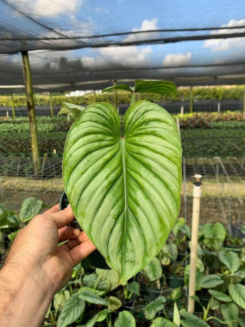 TheOddFrond Philodendron Mamei