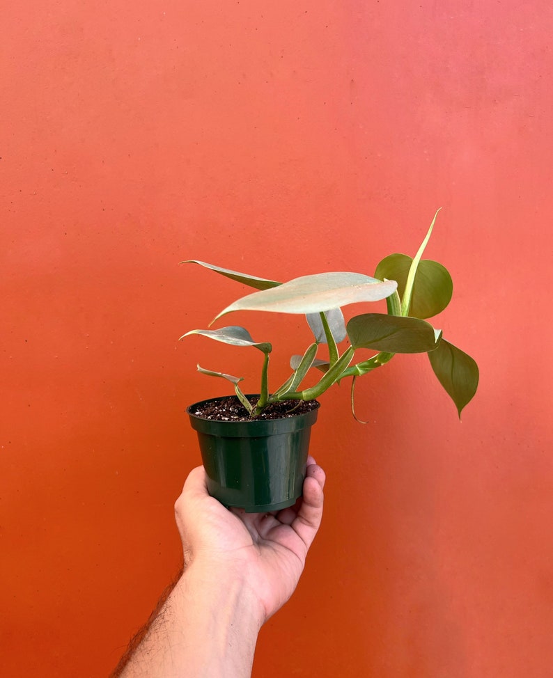 TheOddFrond Silver Sword Philodendron - Thumbnail 3