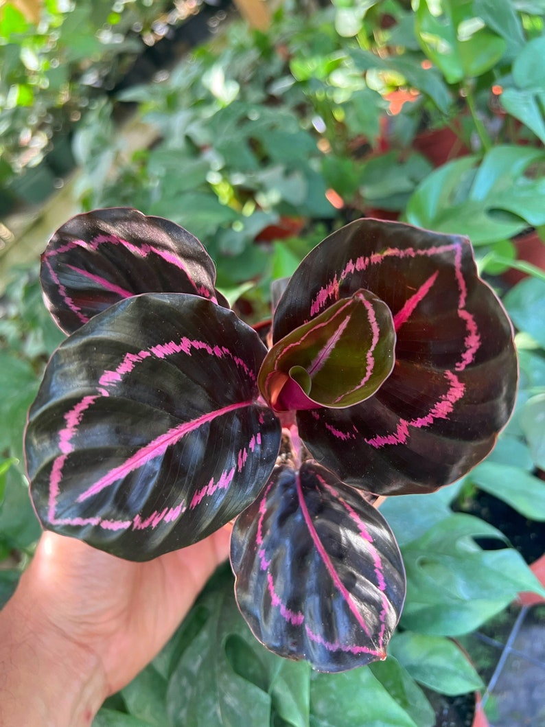 Pu&ograve; includere: Primo piano di una pianta da interno con foglie verde scuro con venature rosa. La pianta &egrave; tenuta nella mano di una persona.