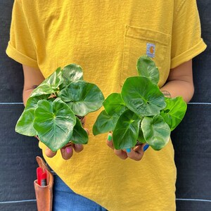 May include: Two potted plants with large, glossy green leaves are held in front of a person wearing a yellow t-shirt and blue jeans. A leather tool holder with red and black tools hangs from the person's waist. The plants have heart-shaped leaves.