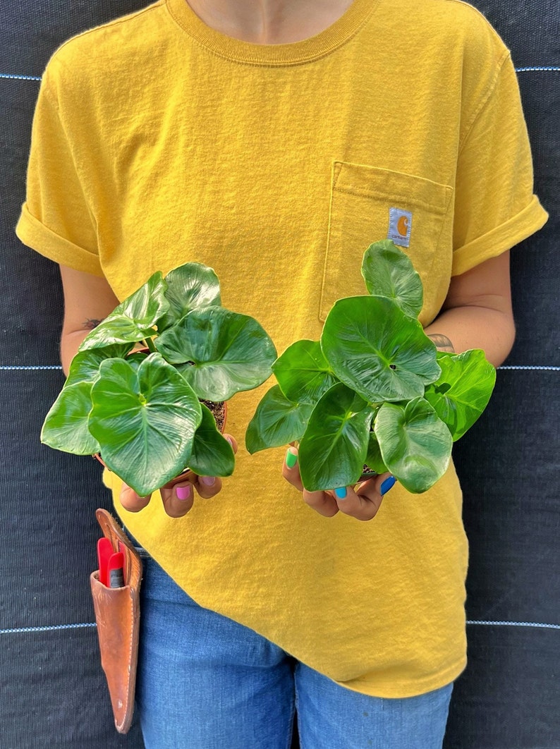 May include: Two potted plants with large, glossy green leaves are held in front of a person wearing a yellow t-shirt and blue jeans. A leather tool holder with red and black tools hangs from the person's waist. The plants have heart-shaped leaves.