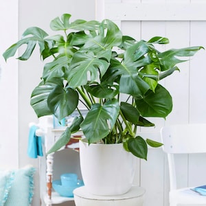 May include: A large green Monstera plant in a white ceramic pot. The plant is sitting on a white pedestal.