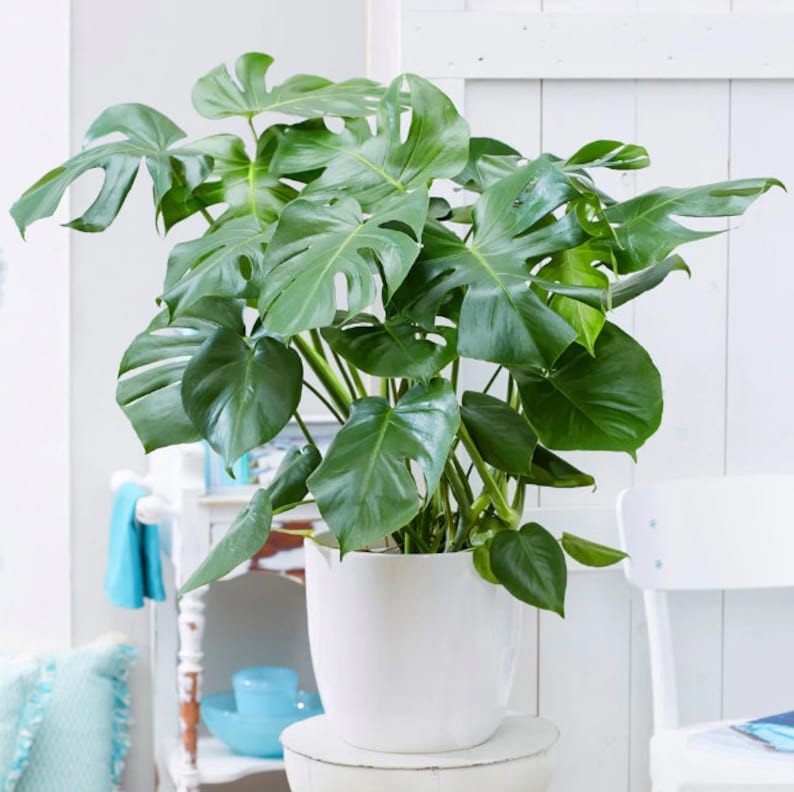 May include: A large green Monstera plant in a white ceramic pot. The plant is sitting on a white pedestal.