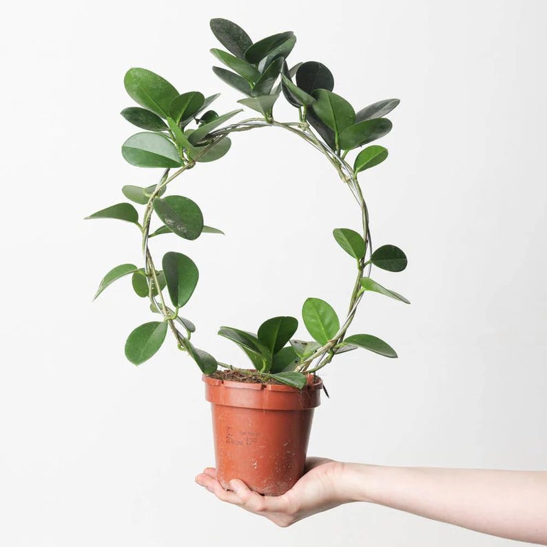 TheOddFrond Hoya Australis