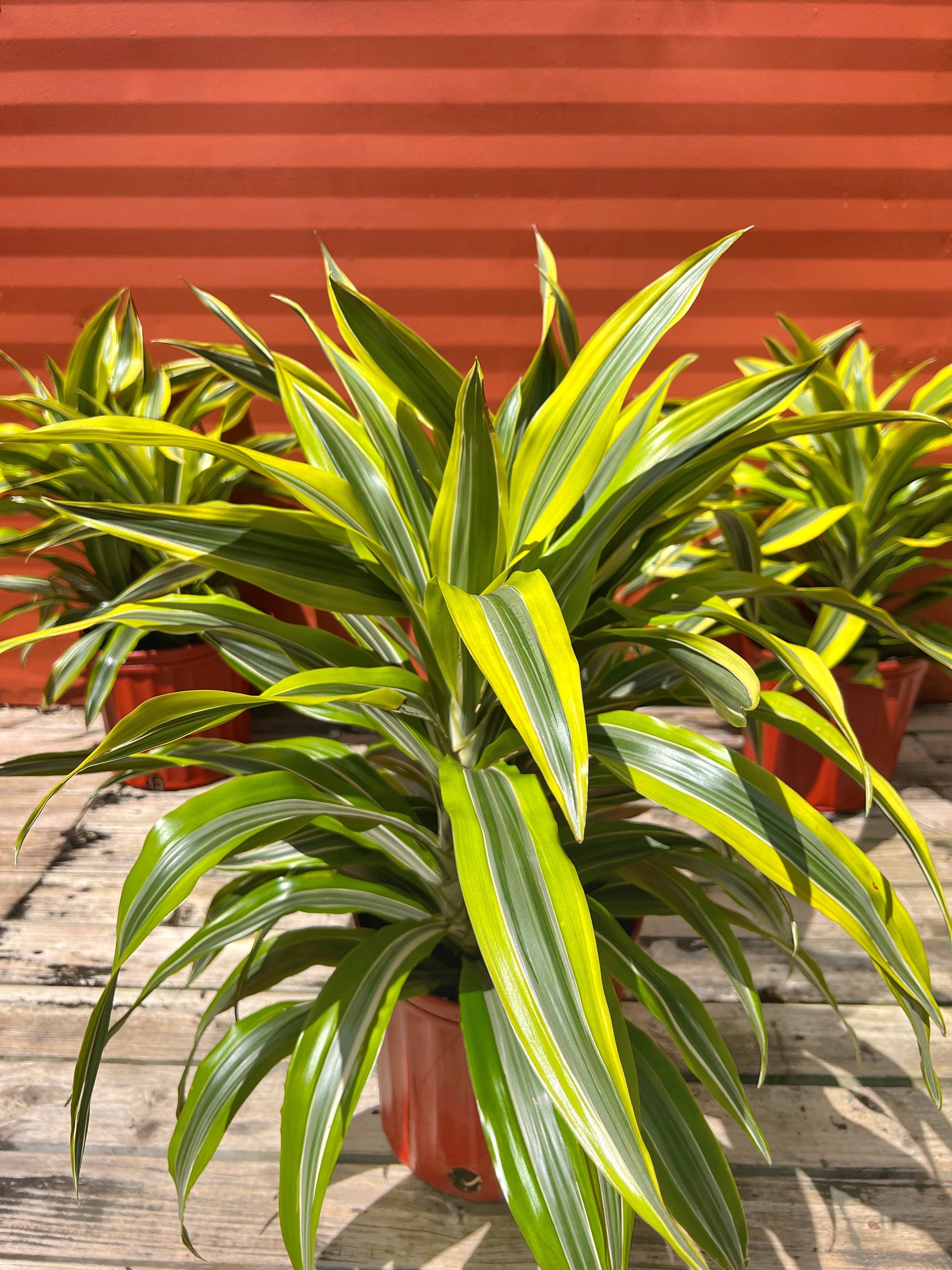umbrella tree indoor plant Australian Umbrella Tree | Large Plant Delivery