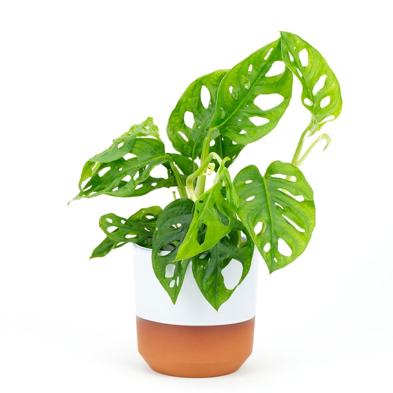 TheOddFrond Monstera Adansonii - Thumbnail 2