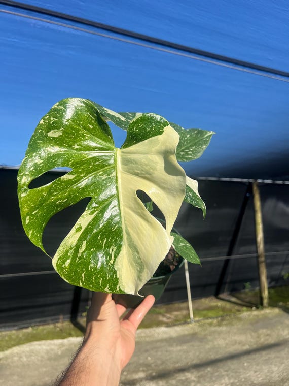 Variegated Monstera | Large Thai Constellation | Mature Fenestration Split  Leaf | Live House Plant | NOT A CUTTING | Rooted in 4" and 6" Pot - Etsy