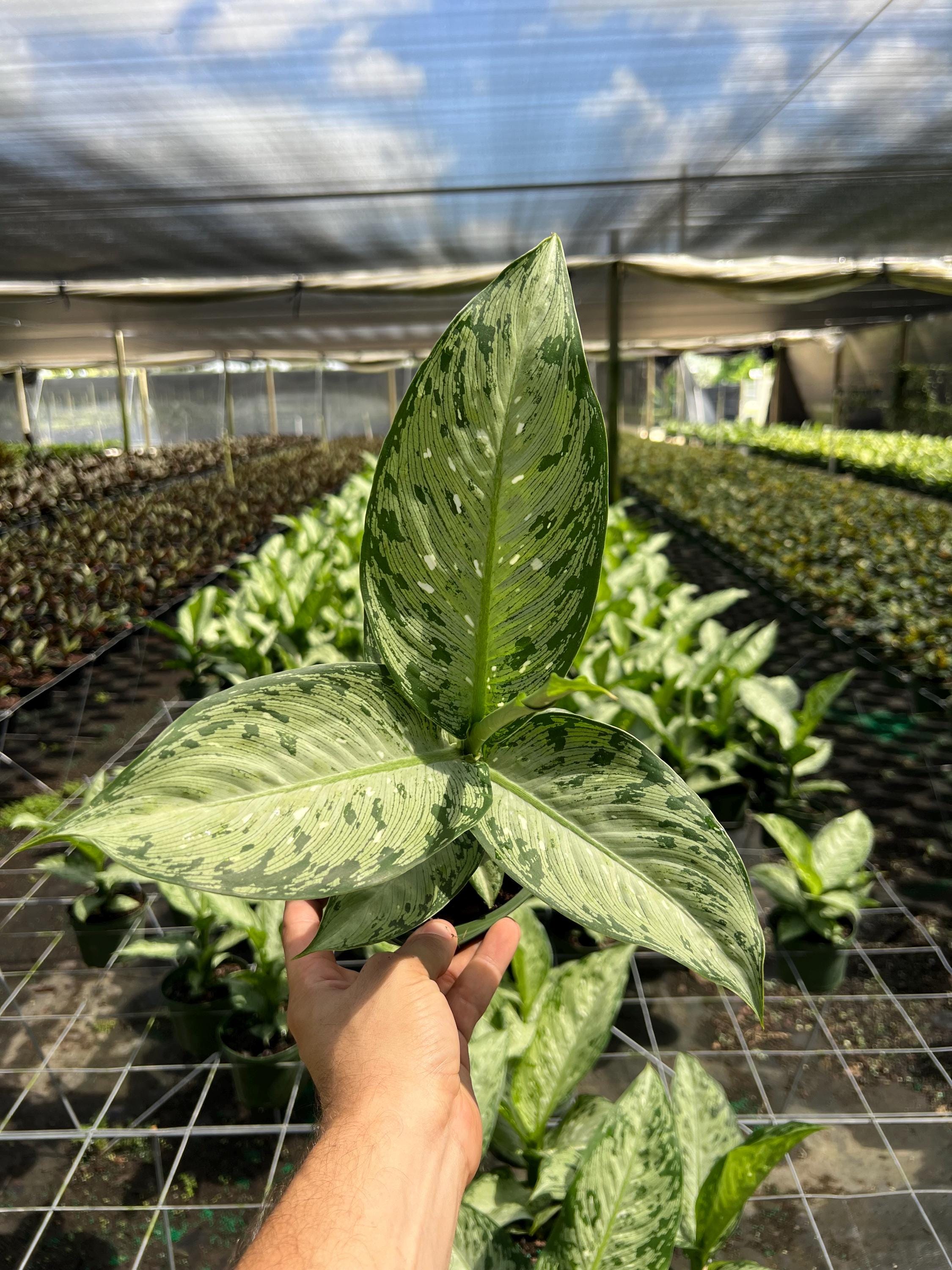 fiddle leaf fig real Ficus Bambino Tree Form Multi, Fiddle Leaf Fig Tree