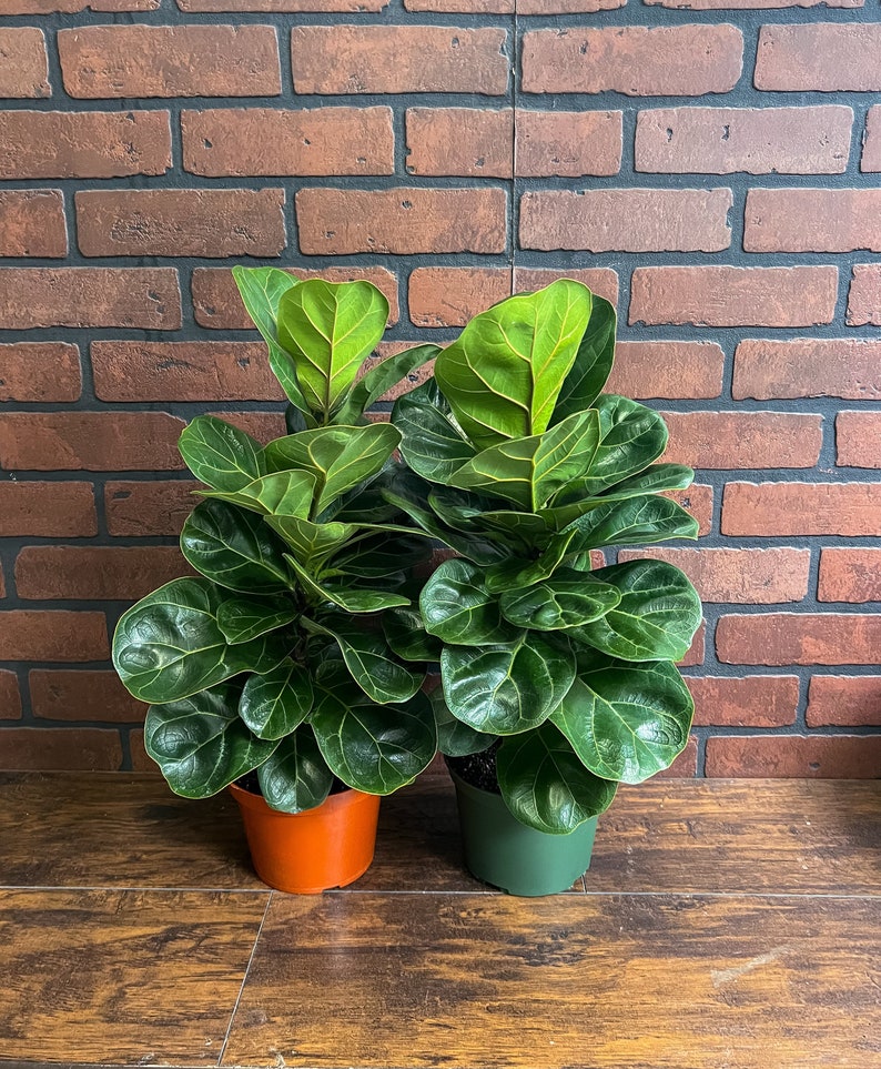 FICUS LYRATA Dwarf Fiddle Leaf Fig with 6 Pot Little Sunshine Bambino LIVE Indoor & Outdoor Tropical Houseplant Easy Care Starter Tree W/ Nursery Pot