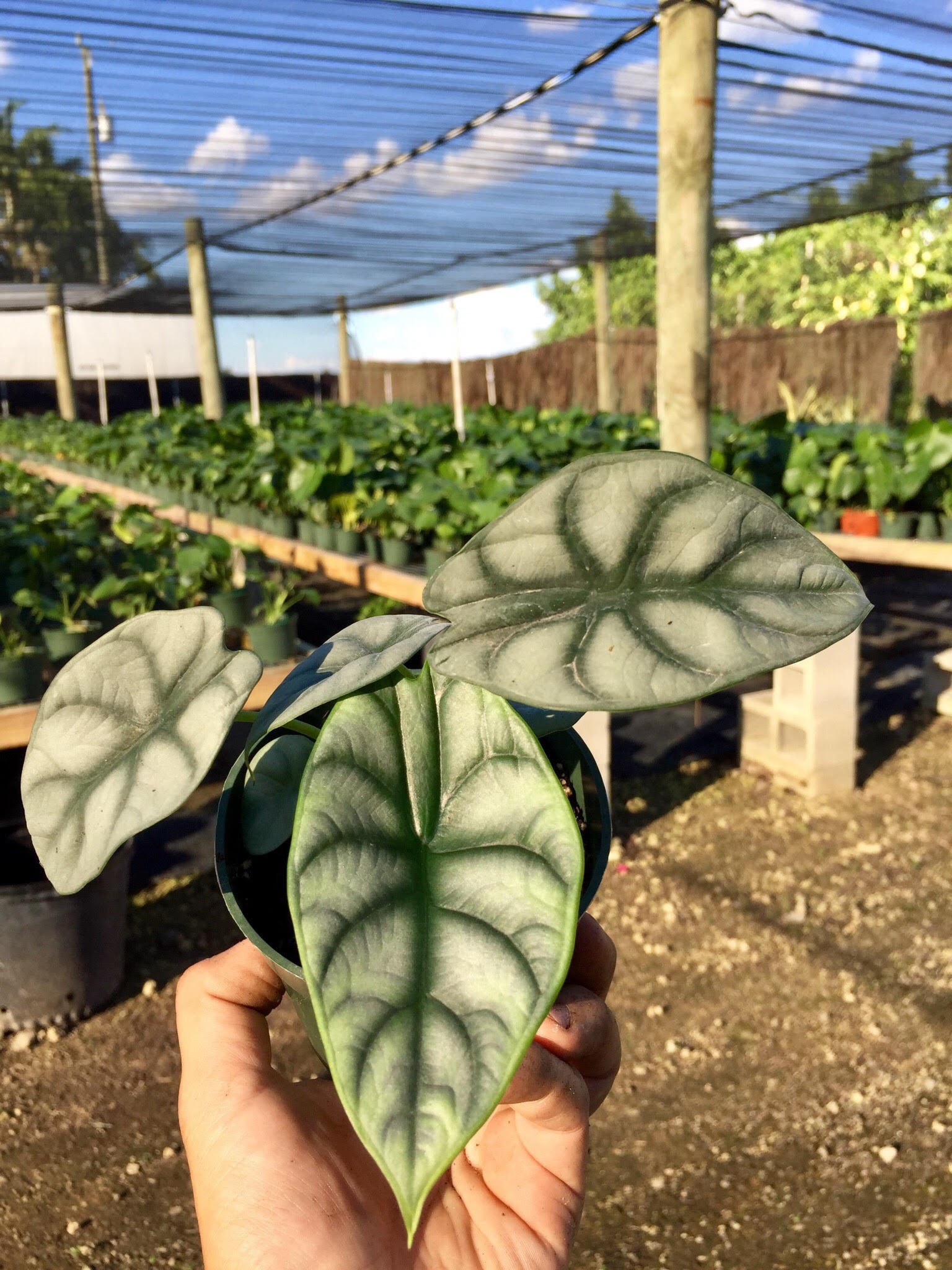 Alocasia 'silver Dragon' Baginda| RARE Indoor and Outdoor Live