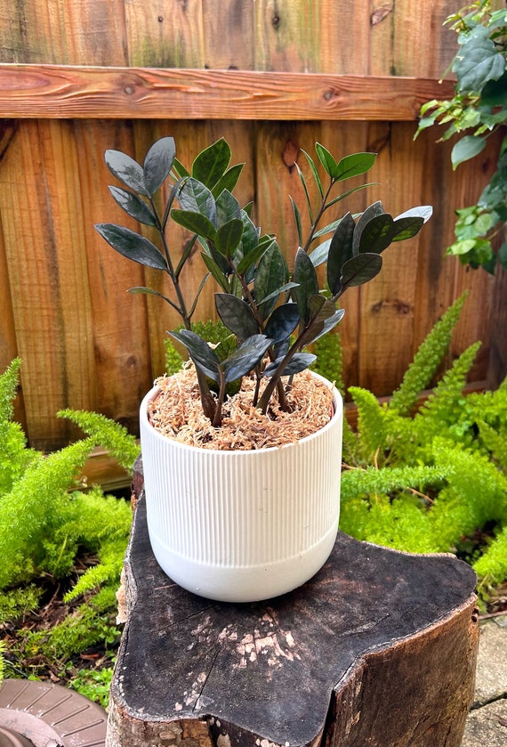 Black ZZ Raven | Nova Star Plant | Live Easy Care Houseplant