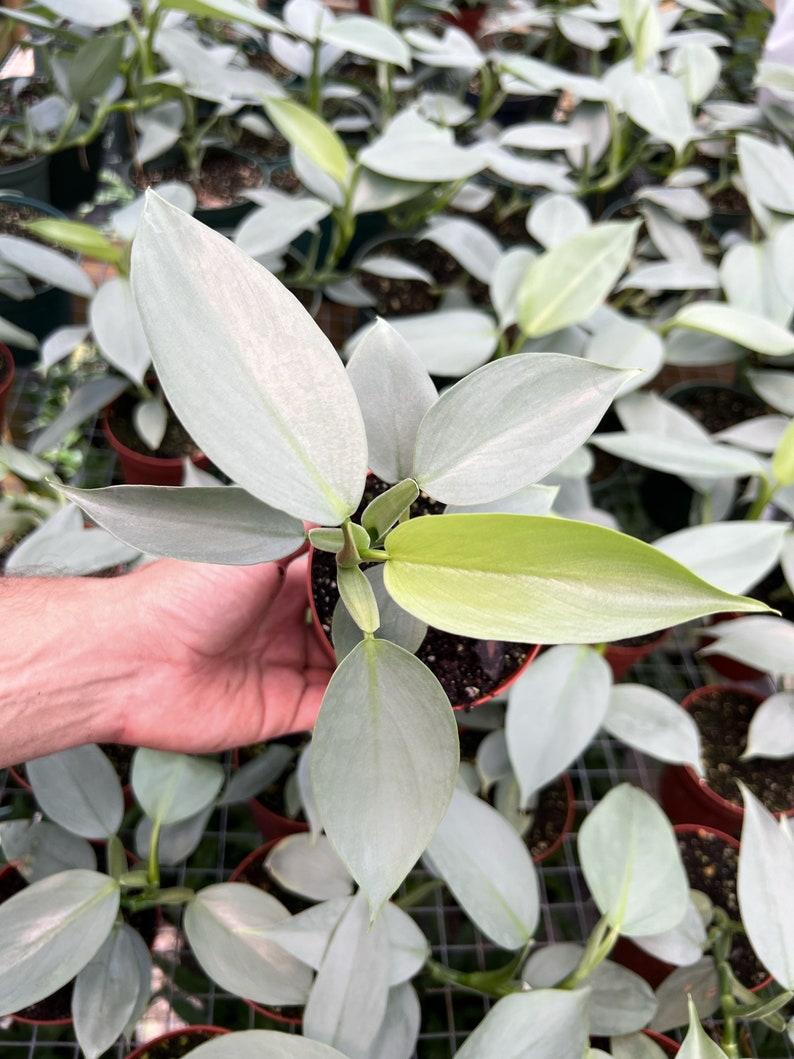 TheOddFrond Silver Sword Philodendron - Thumbnail 4