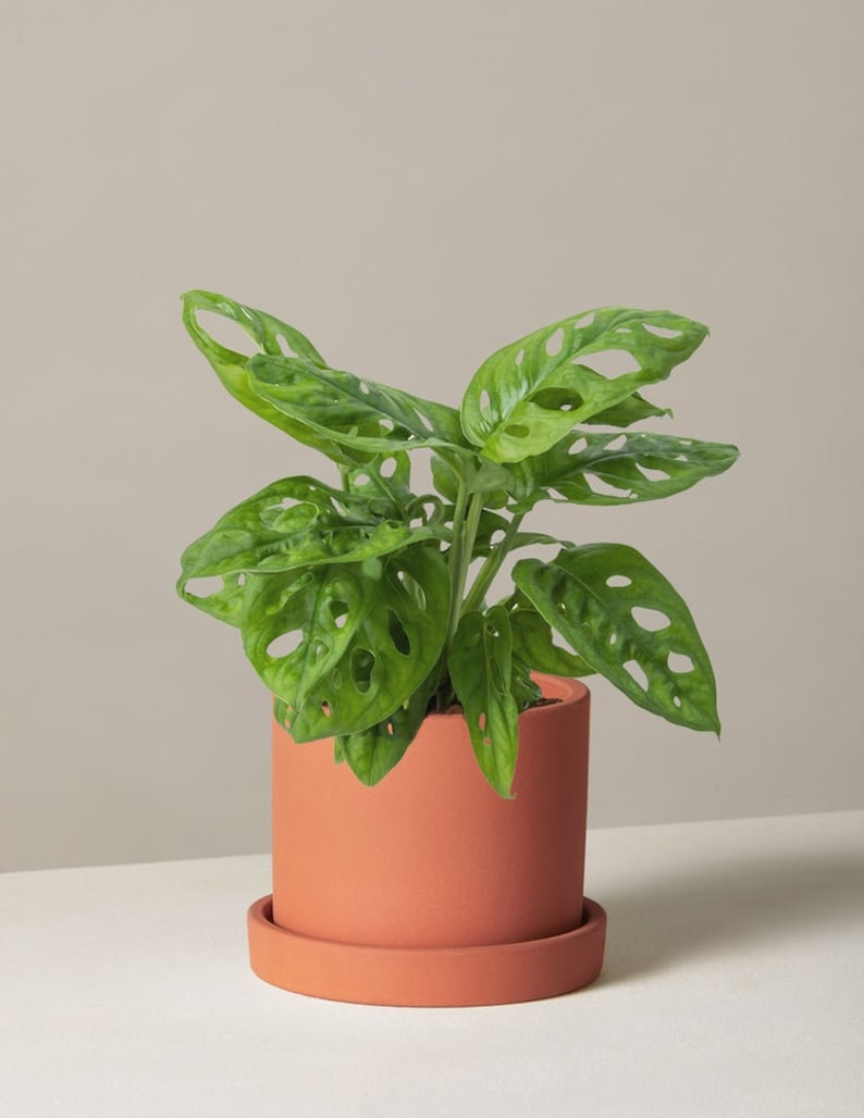 TheOddFrond Monstera Adansonii