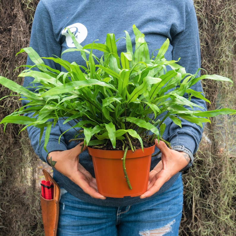 TheOddFrond Kangaroo Paw Fern - Thumbnail 3