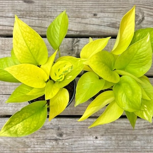 May include: Overhead view of two potted Neon Pothos plants. The plants have vibrant, chartreuse-colored leaves with a few variegated spots. The leaves are large and heart-shaped. The pots sit on a weathered wooden surface.