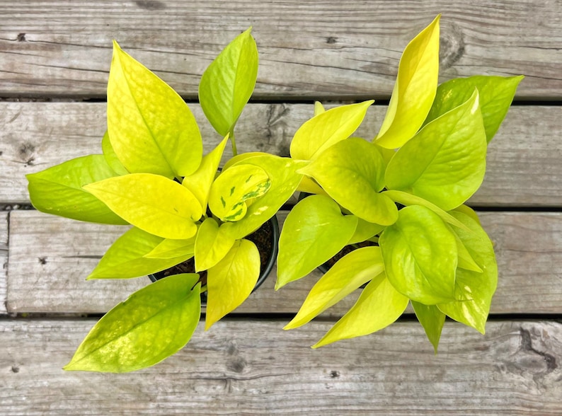 May include: Overhead view of two potted Neon Pothos plants. The plants have vibrant, chartreuse-colored leaves with a few variegated spots. The leaves are large and heart-shaped. The pots sit on a weathered wooden surface.