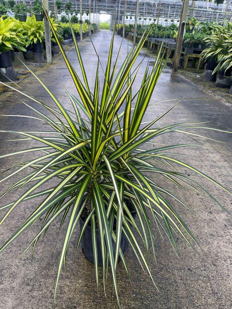 TheOddFrond Dracaena Marginata - Thumbnail 3