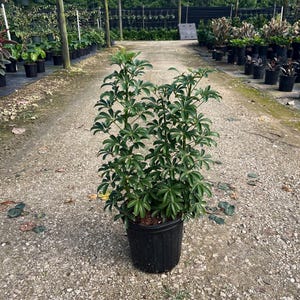 May include: A potted green plant with multiple stems and dark green leaves. The plant is in a black plastic pot. The background shows a gravel path and other potted plants in a nursery setting.