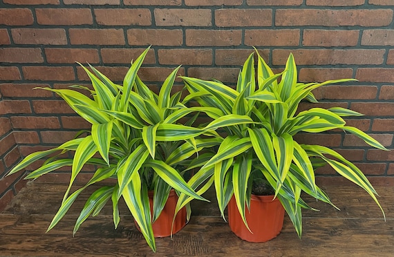 Lemon Lime Dracaena Fragrans Plant 6" or 10" Pot | Chinese Money Tree |  Indoor & Outdoor Live Houseplant | Rooted Easy Care Plant - Etsy Hong Kong