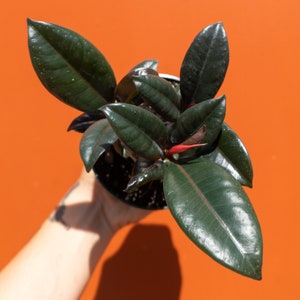 May include: A dark green rubber plant with glossy leaves in a black pot. The plant is being held by a hand against a bright orange background.
