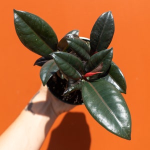 Rubber Plant Ficus elastica 4" Pot | Ficus Burgundy Tree | Tropical Live House Plant | Indoor and Outdoor | Rooted Easy Care Starter Plant