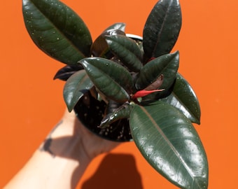 Ficus Burgundy | Rubber Elastica Plant in 4&quot; Pot | LIVE Tropical House Plant | Indoor and Outdoor Tree | Rooted Easy Care Plant