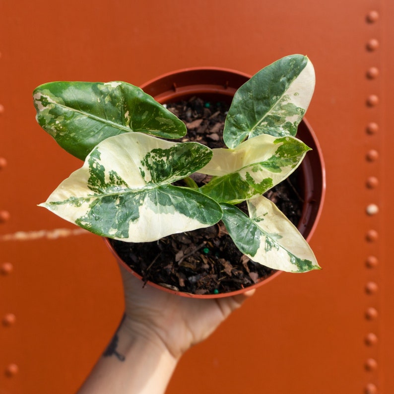 Albo Variegated Alocasia Macrorrhiza in 6 Pot RARE Elephant Ear Plant Indoor & Outdoor Live Tropical House plant Rooted Easy Care image 1