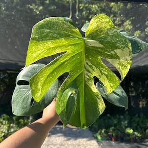 thailand monstera Monstera Deliciosa 'Thai Constellation' 4'' main image 1