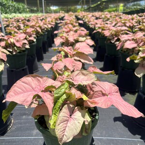 May include: A close-up of a pink and green tropical plant in a green pot. The plant has large, heart-shaped leaves with a pink and green variegation. The plant is surrounded by other plants in pots, all of which are pink and green.