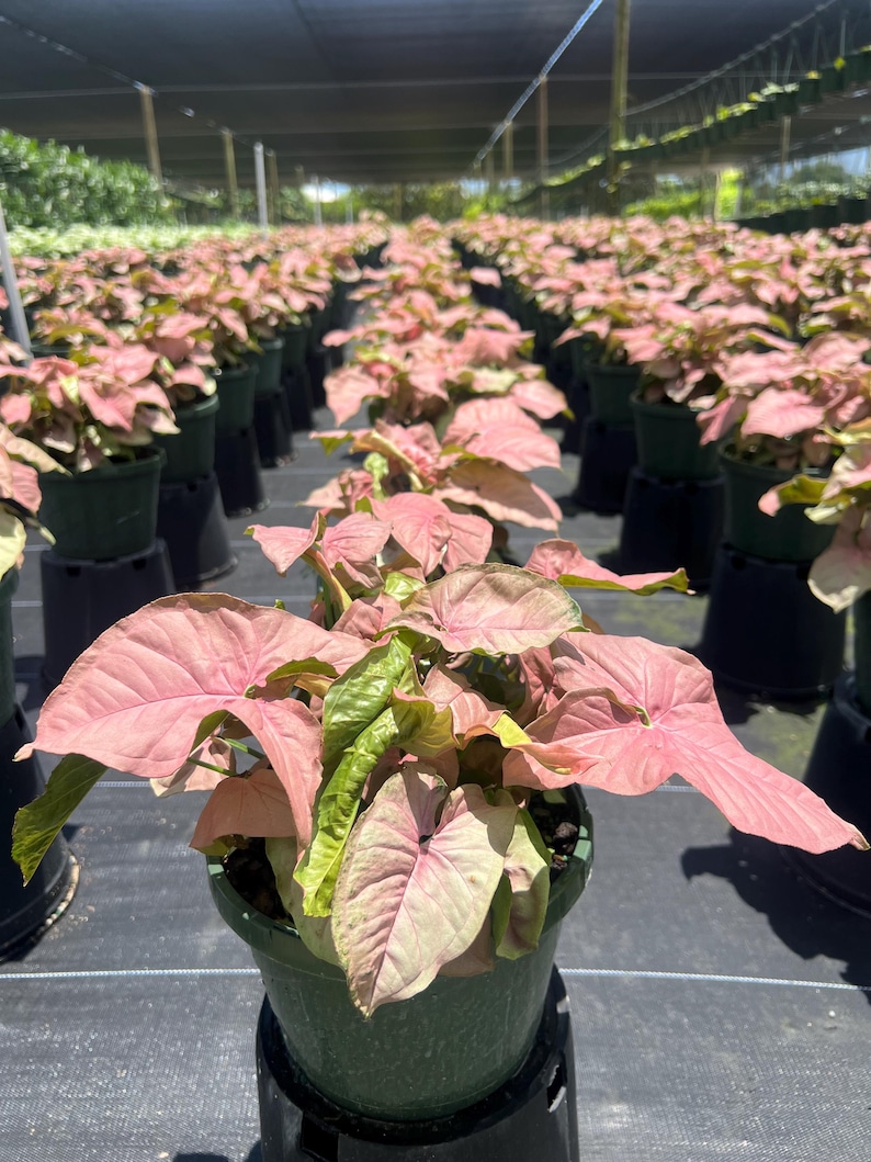 May include: A close-up of a pink and green tropical plant in a green pot. The plant has large, heart-shaped leaves with a pink and green variegation. The plant is surrounded by other plants in pots, all of which are pink and green.