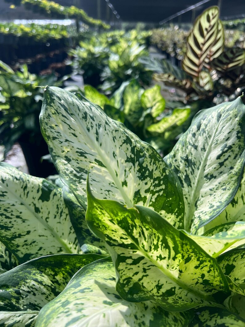 TheOddFrond Dieffenbachia Compacta - Thumbnail 3