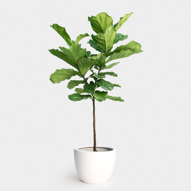 FICUS LYRATA Dwarf Fiddle Leaf Fig with 6 Pot Little Sunshine Bambino LIVE Indoor & Outdoor Tropical Houseplant Easy Care Starter Tree image 6