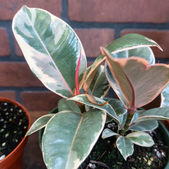 Tineke Rubber Tree Plant Ficus Elastica 6 Pot Indoor Australia Tineke Rubber Tree Plant Ficus Elastica, Rubber Tree Plant Outdoors Australia
