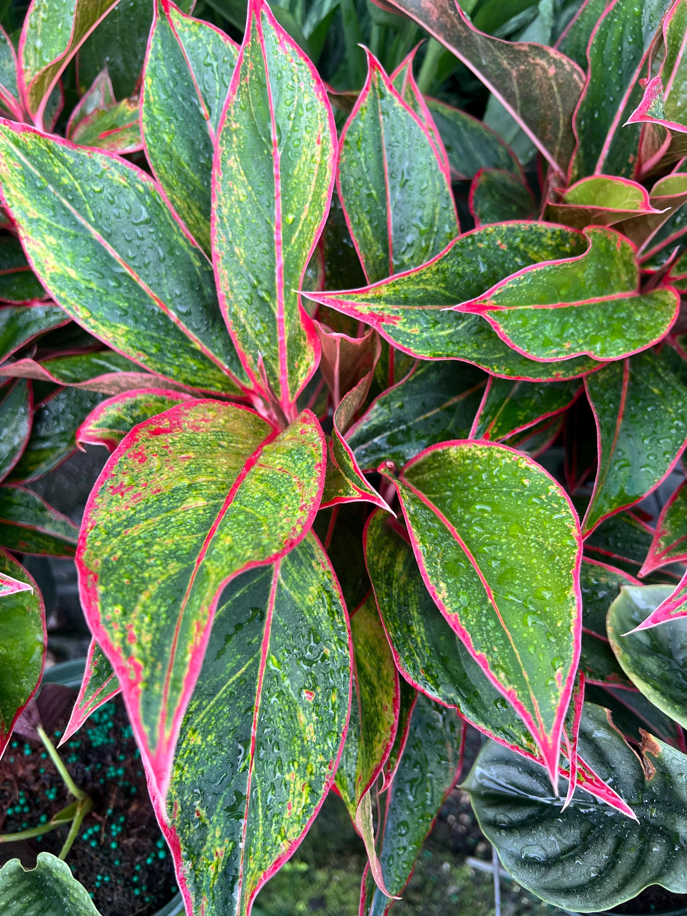 Aglaonema Creta | Chinese Evergreen | Live Indoor & Outdoor House Plant |  Home and Office Decor | Easy Care Plant in 6" and 8" Pot - Etsy
