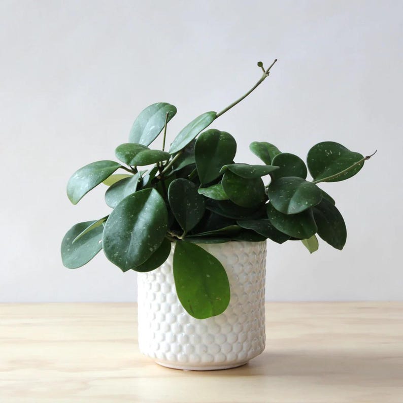 TheOddFrond Hoya Australis - Thumbnail 2