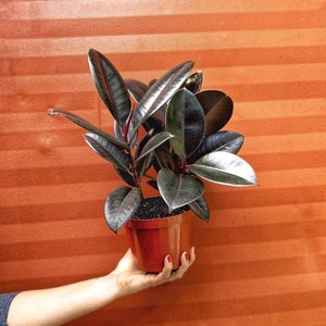 May include: A potted rubber plant with dark green leaves in a brown pot. The plant is being held by a person's hand against a striped orange wall.