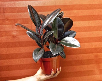 Rubber Plant Ficus elastica 6" Pot | Ficus Burgundy Tree | Tropical Live House Plant | Indoor and Outdoor | Rooted Easy Care Plant