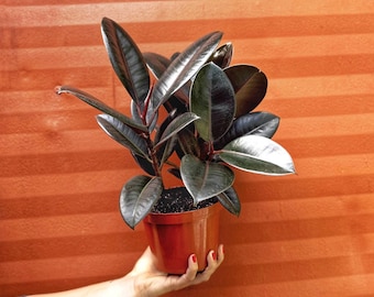 Rubber Plant Ficus elastica 6" Pot | Ficus Burgundy Tree | Tropical Live House Plant | Indoor and Outdoor | Rooted Easy Care Plant