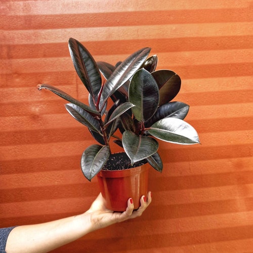 rubber plant care outdoor