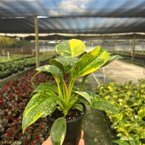 May include: A potted houseplant with large, variegated leaves in shades of green and yellow. The plant is in a black plastic pot, held by a hand. The background shows a greenhouse setting with other plants.