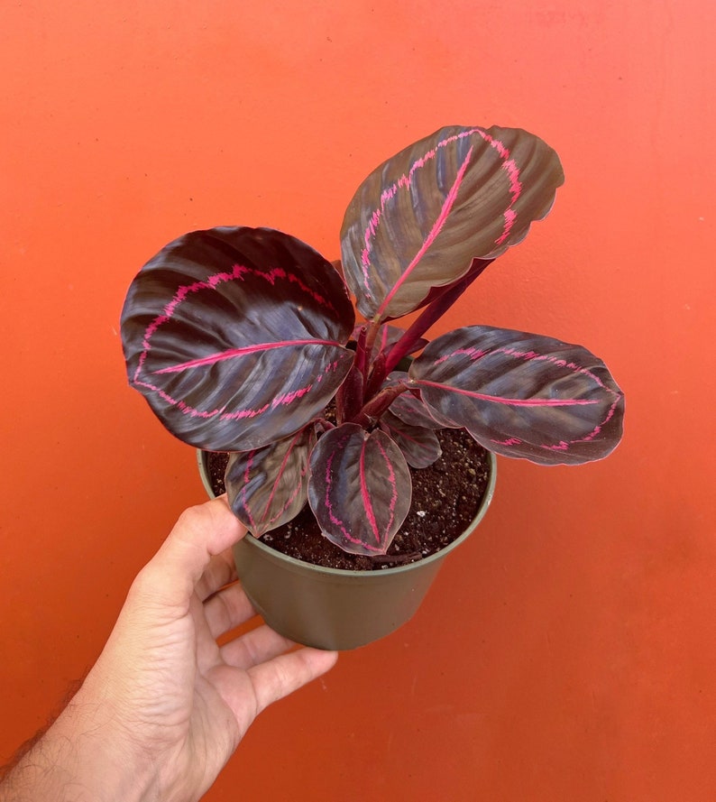 Pu&ograve; includere: Una pianta da interno in vaso con foglie verde scuro con venature rosa. La pianta &egrave; in un vaso di plastica verde scuro.