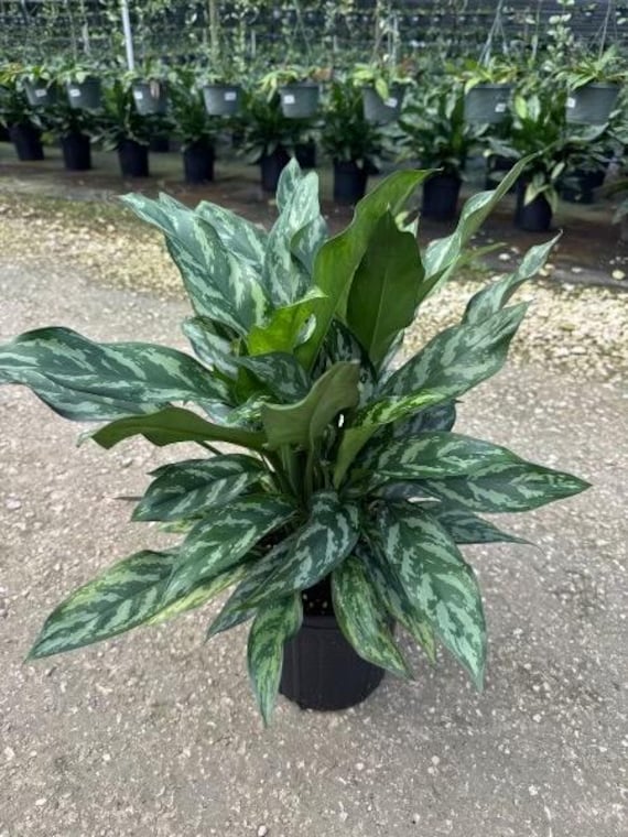 orange asiatic lilies Buy Best Quality Asiatic Lily Orange Flower Bulbs Online