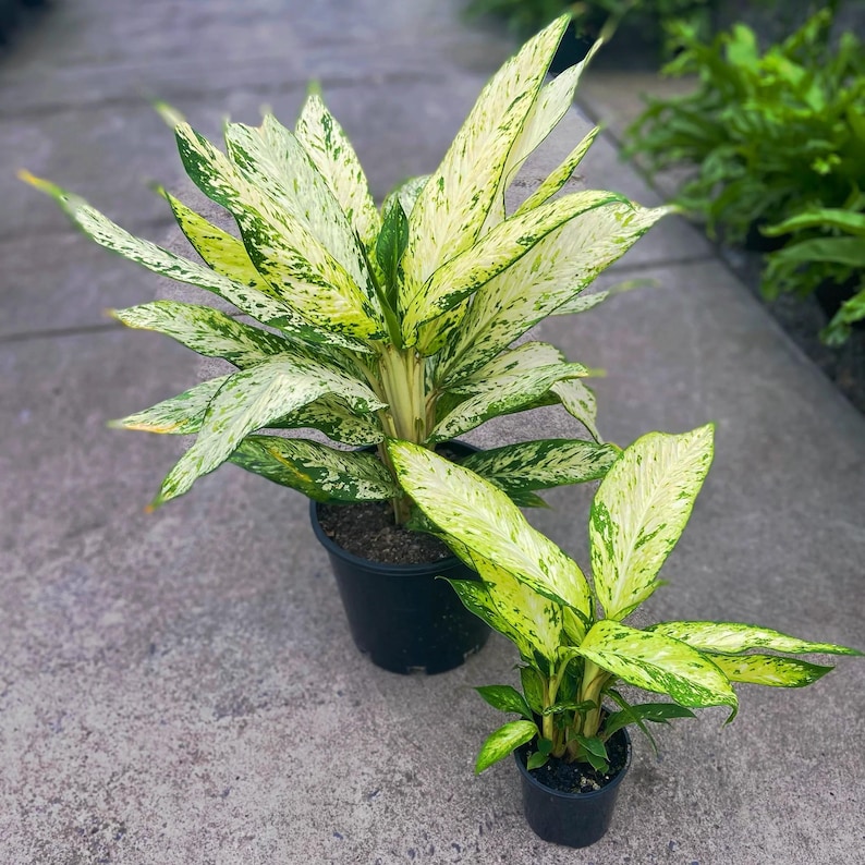 TheOddFrond Dieffenbachia Star Bright - Thumbnail 3